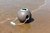 Cubo de agua Ballo Quut gris